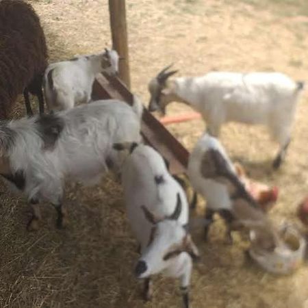 Agrifarm La Corte Apartment Villa Bensi Екстериор снимка